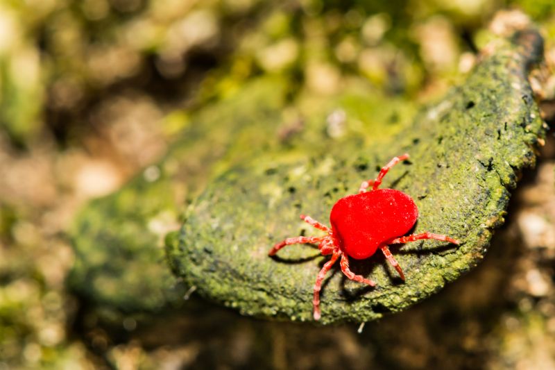 Chiggers Control