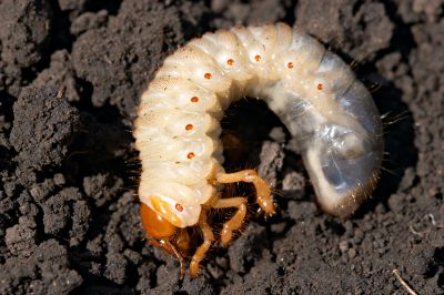 Chiggers Control