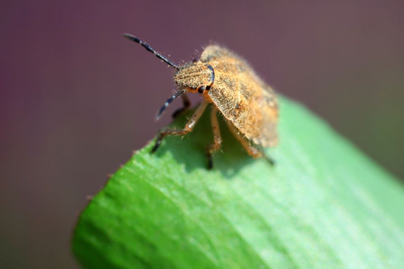 Seasonal Stinkbug Activity And When Control Is Most Effective