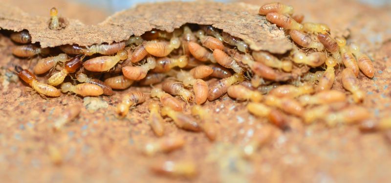 Termite Inspection Service