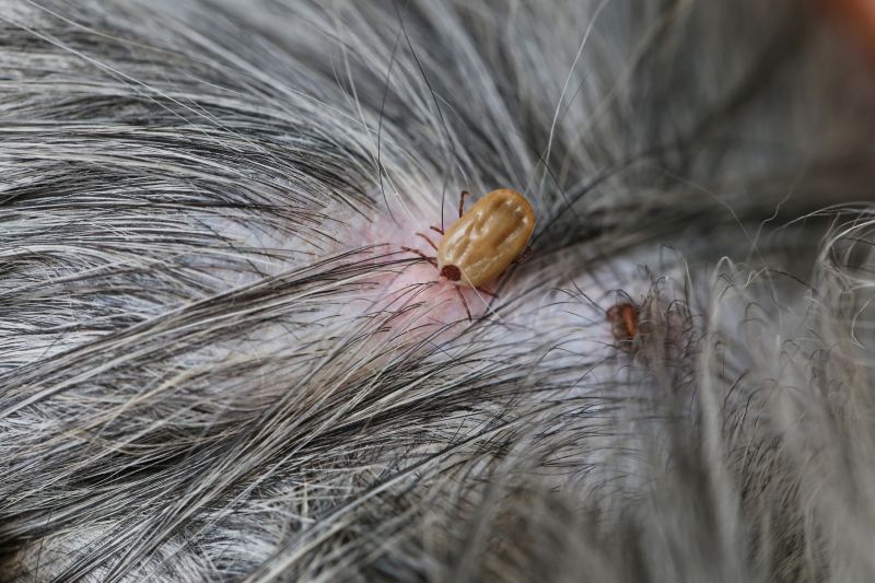 Why Commercial Flea And Tick Control Is Important For Businesses