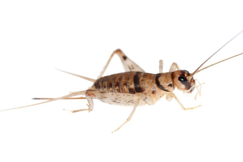 Why Crickets Invade Homes And How To Stop Them