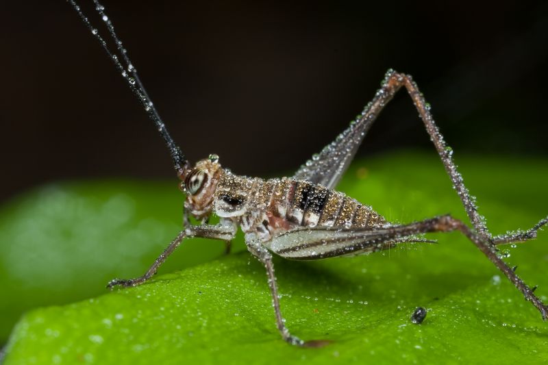 Why Crickets Invade Homes And How To Stop Them