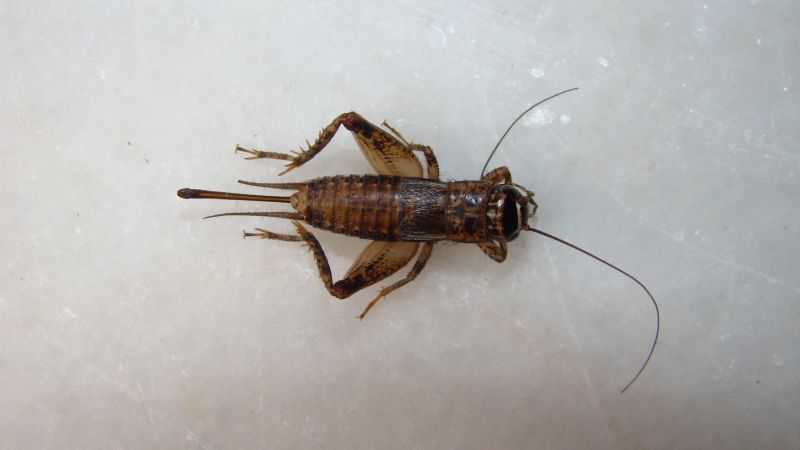 Why Crickets Invade Homes And How To Stop Them