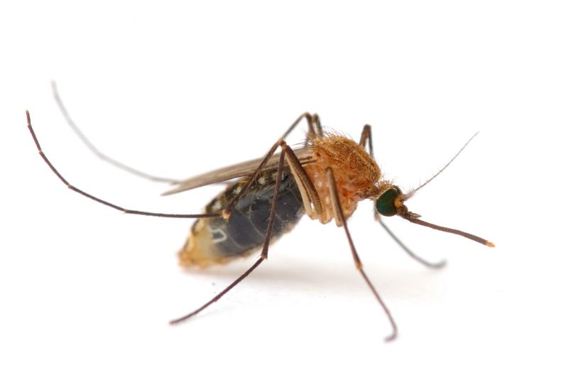 Why Spring Fly And Mosquito Pest Control Matters