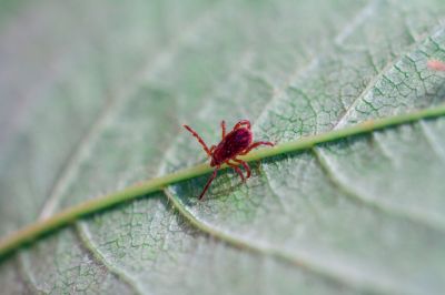 Reduction of Chigger Population